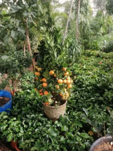 Best Dubai Landscape Gardener LLC Gallery Image 3